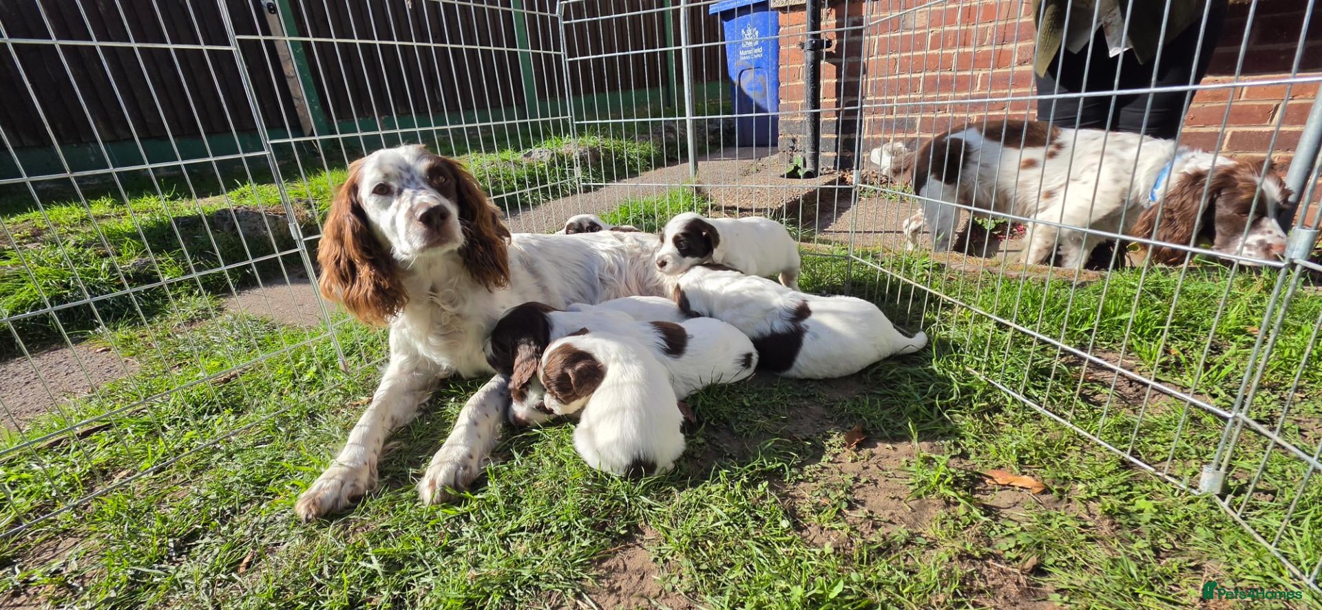 English Springer Spaniel dogs ESS PUPS 4 BOYS 3 GIRLS - Advert 16