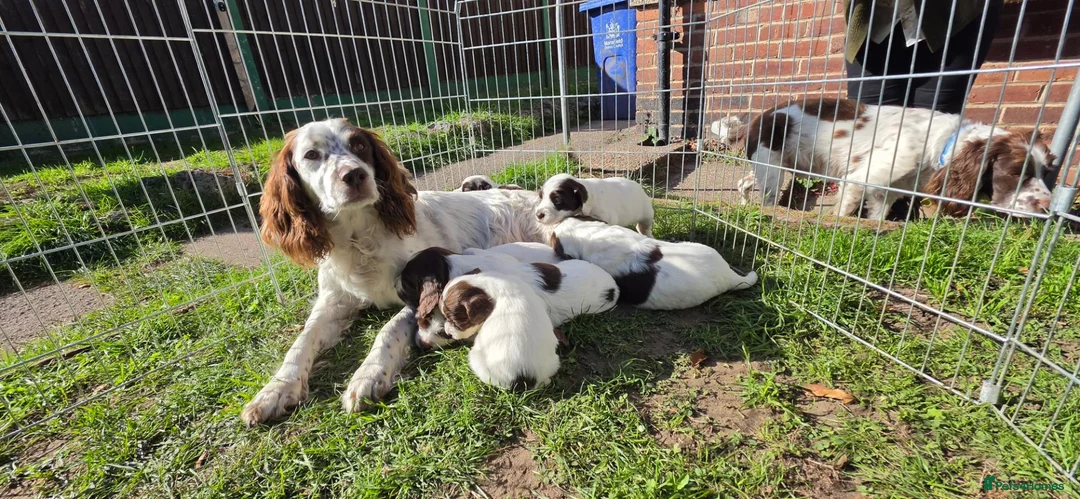 English Springer Spaniel dogs for sale: ESS PUPS 4 BOYS 3 GIRLS in Mansfield - Advert 1