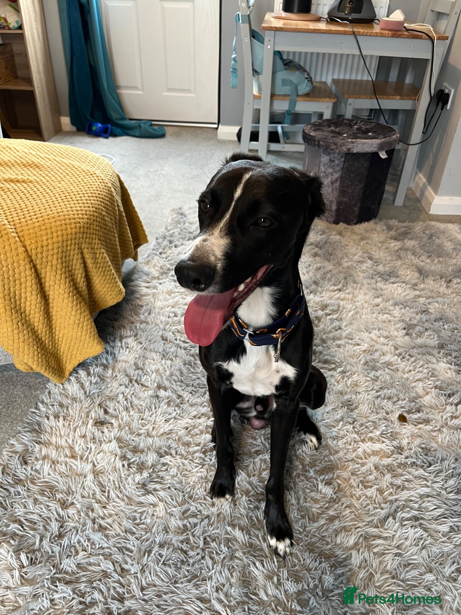 Mixed Breed dogs Border collie whippet hybrid  - Advert 7