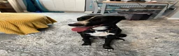 Mixed Breed dogs for sale: Border collie whippet hybrid  - Advert 1
