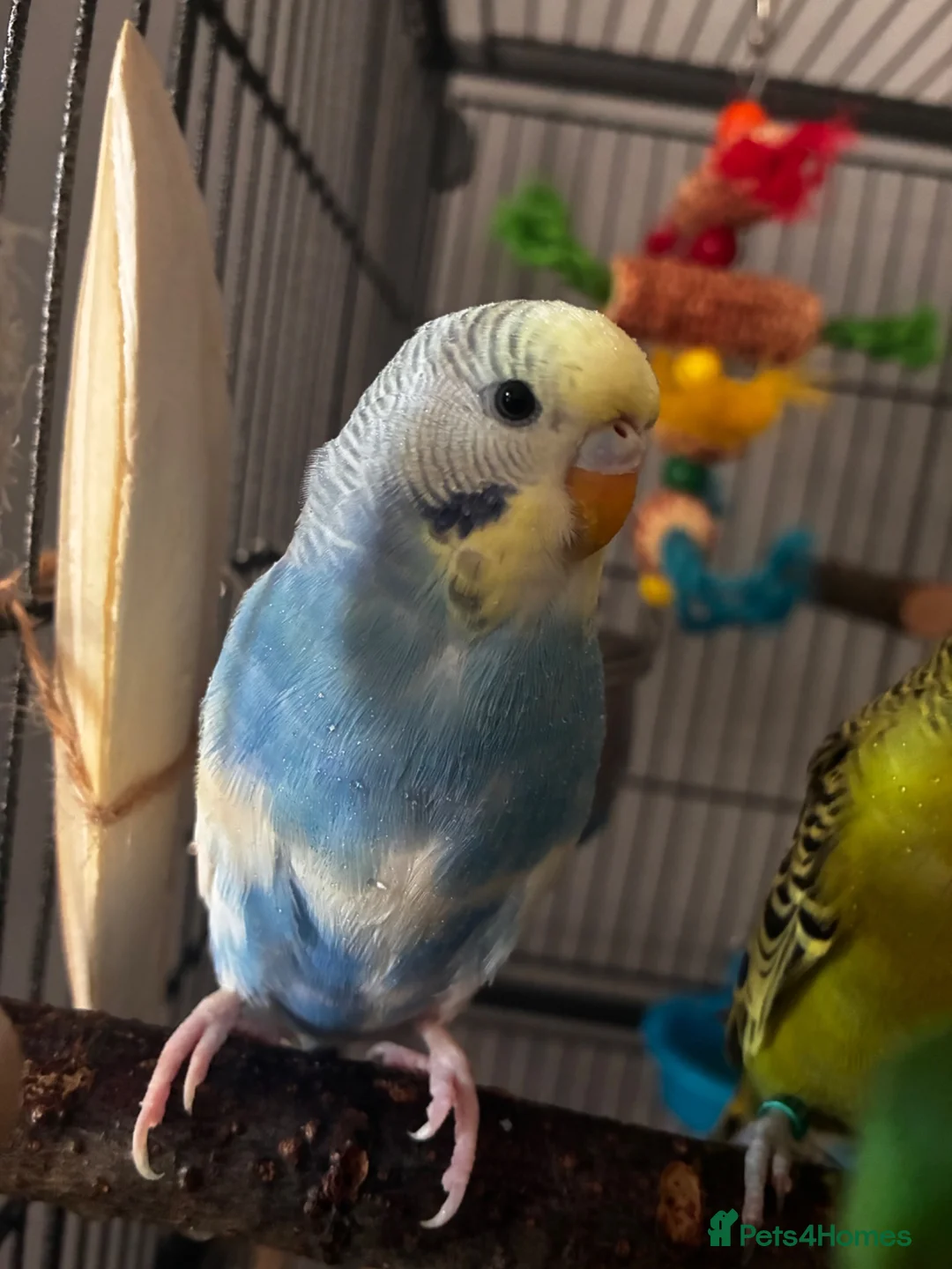 Budgerigars birds for sale: 2 young bonded budgies + cage and accessories - Advert 2