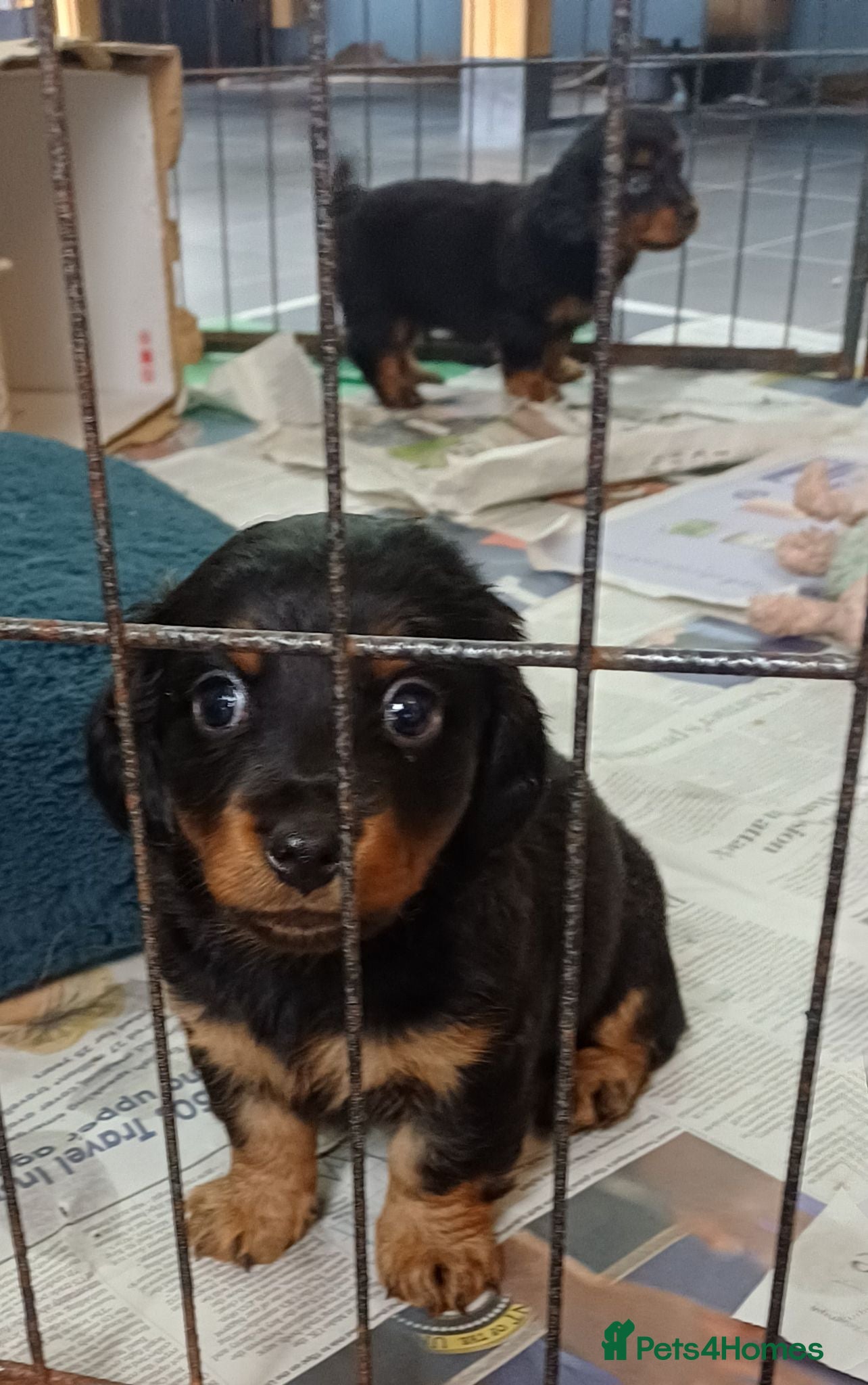 Dachshund dogs Dachshund puppies - Advert 2