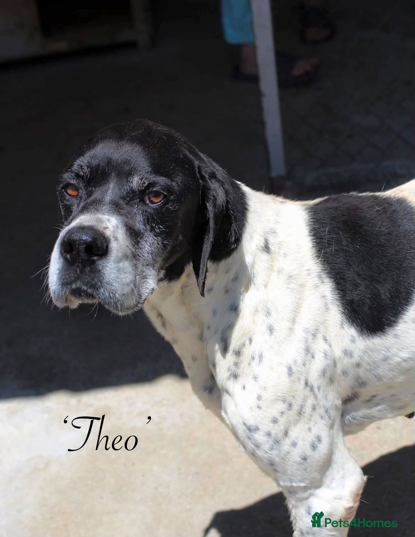 Mixed Breed dogs Theodore, 8-10 yrs old. Available for adoption. - Advert 1