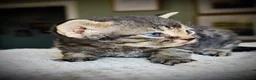 Devon Rex cats for sale: Devon Rex Kittens GCCf Registered Champions - Advert 1