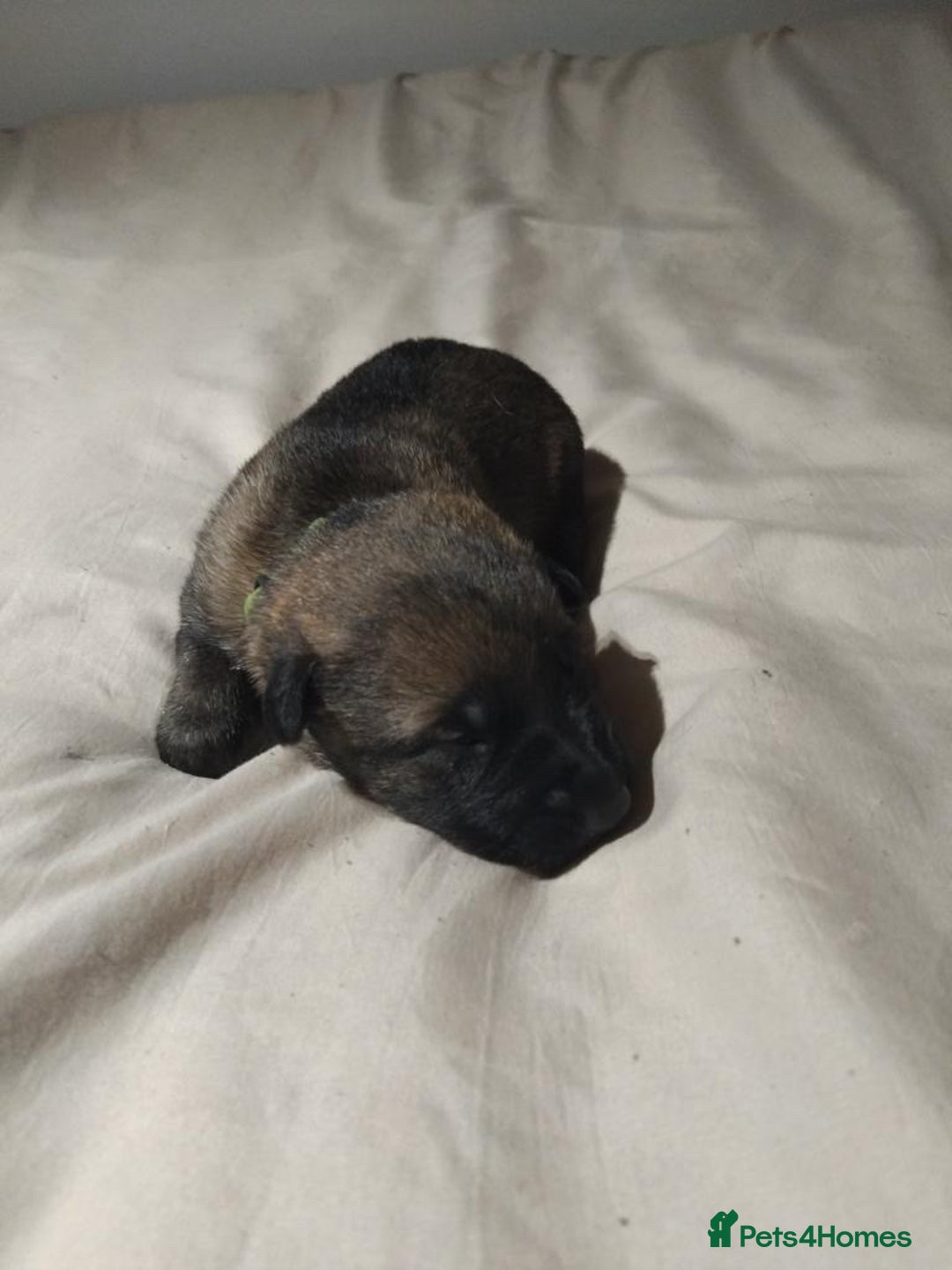 German Shepherd dogs for sale: German shepherd puppy’s kennel club registered  - Advert 30