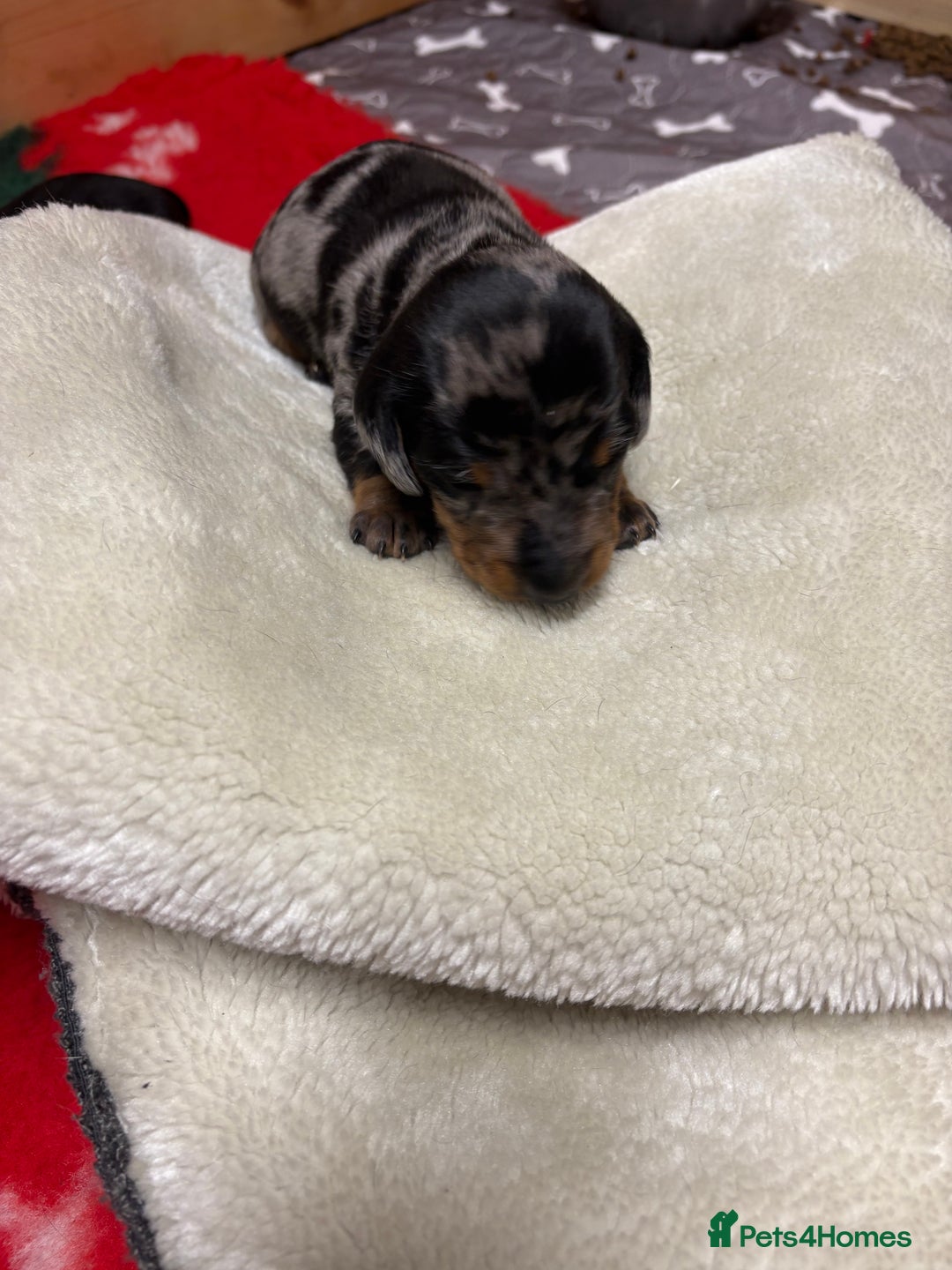 Miniature Dachshund dogs for sale: Beautiful miniature Dauchunds  - Advert 8