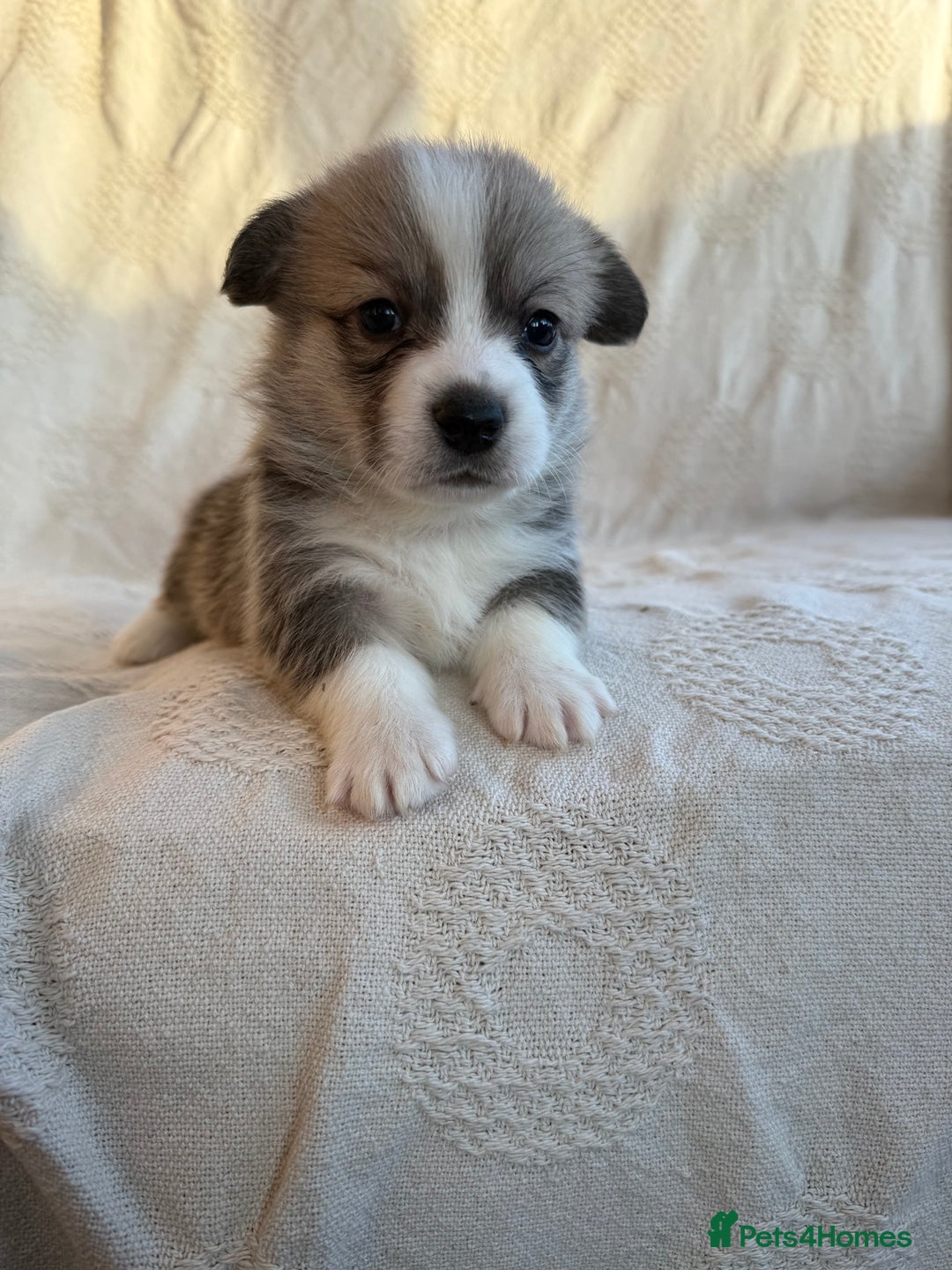 Welsh Corgi Pembroke dogs for sale: KC PREMBROKESHIRE CORGI'S  - Advert 3