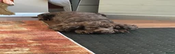 Cocker Spaniel dogs for sale: Stunning Cocker Spaniel Puppies  in Doncaster - Advert 7