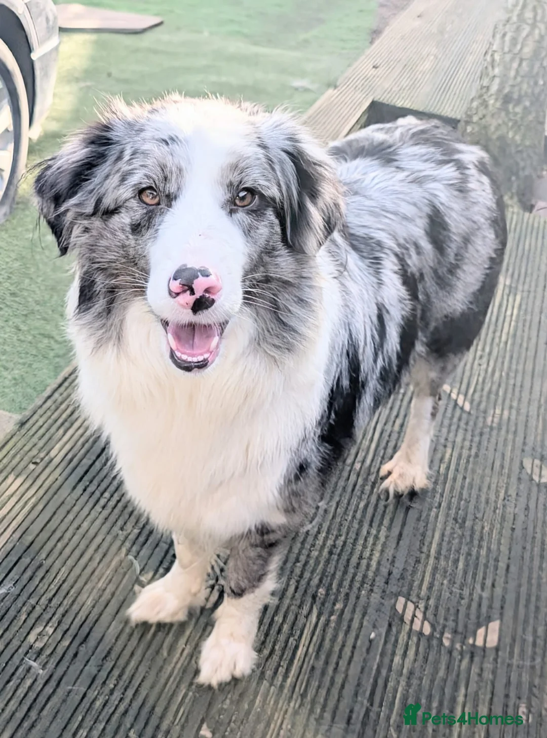 Mixed Breed dogs for sale: Beautiful Bordernese Puppies - Advert 1