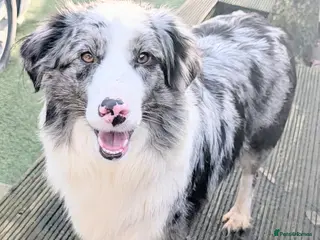 Mixed Breed dogs Beautiful Bordernese Puppies - Advert 2