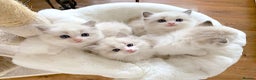 Ragdoll cats for sale: INDOOR FULL PEDIGREE RAGDOLL KITTENS - Advert 14
