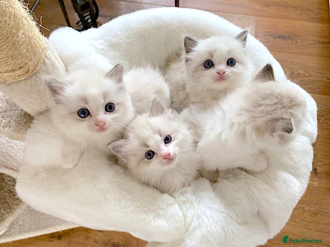 Ragdoll cats for sale: INDOOR FULL PEDIGREE RAGDOLL KITTENS - Advert 14