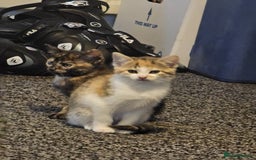 British Shorthair cats for sale: 🐱Four  Sisters Looking for Their Forever Homes!  - Image 23