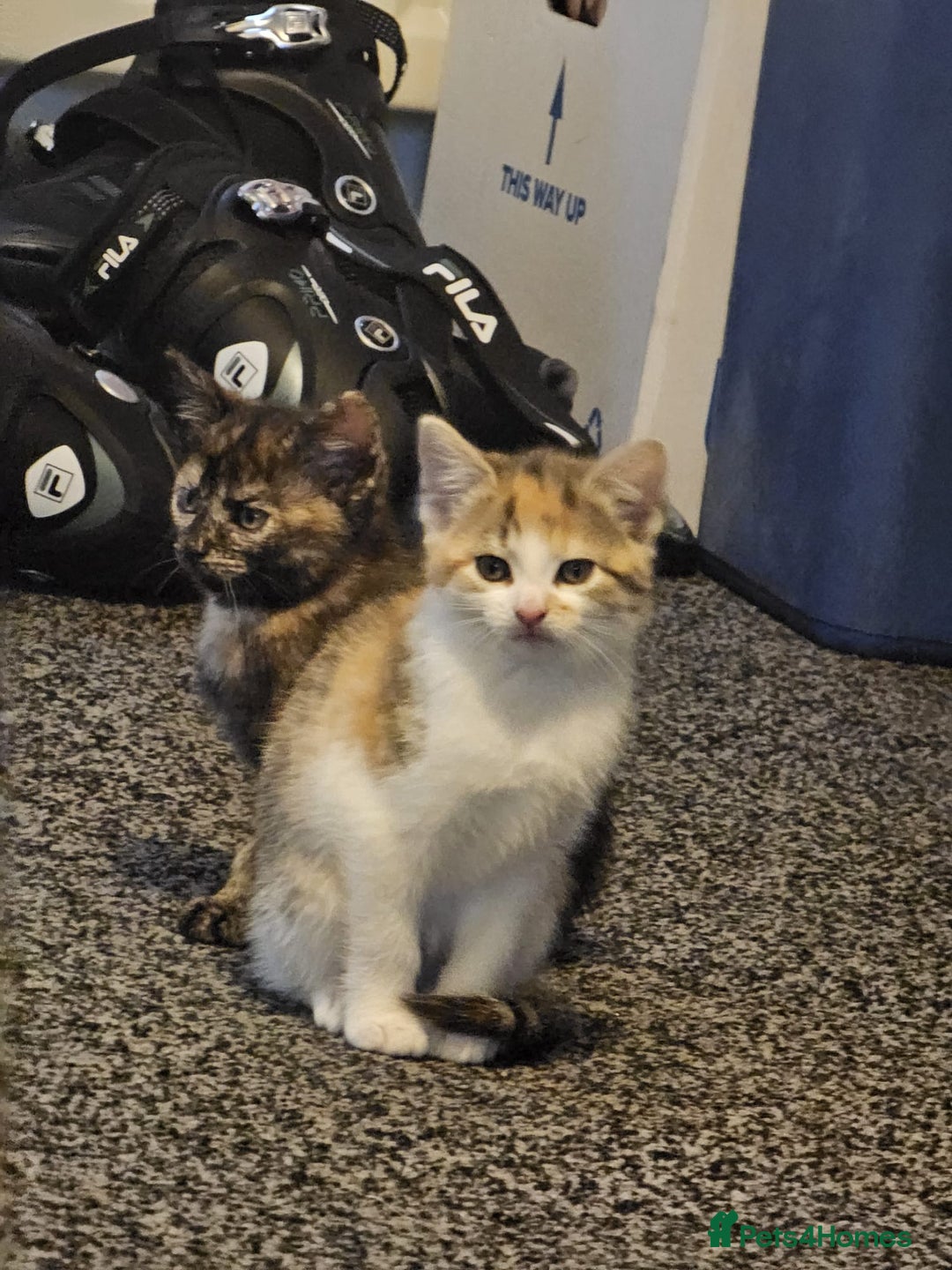 British Shorthair cats for sale: 🐱Four  Sisters Looking for Their Forever Homes!  - Image 23