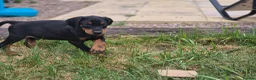 Dobermann dogs for sale: ⭐️⭐️⭐️⭐️⭐️ KC Reg Euro Dobermann male available.  - Advert 7
