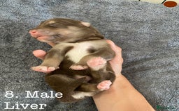 Mixed Breed dogs for sale: Malamute x Alaskan Shepherd Litter - Image 10