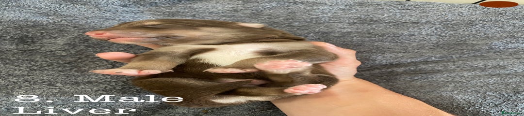 Pup 8