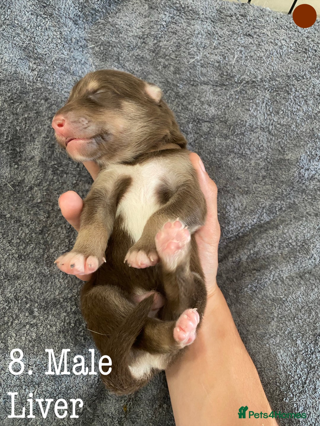Mixed Breed dogs for sale: Malamute x Alaskan Shepherd Litter - Image 10