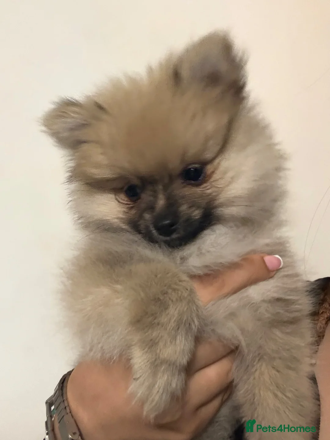 Pomeranian dogs for sale: Beautiful little girl - Advert 2