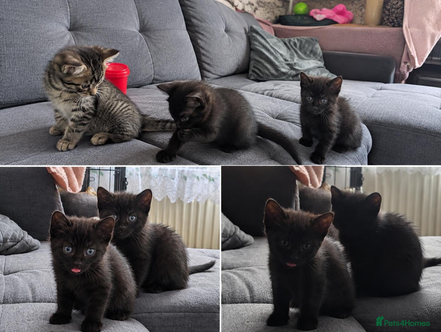Mixed Breed cats 2 gorgeous black kittens available  - Advert 10