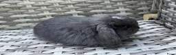 Mini Lop rabbits for sale: Pure bred mini lops - Advert 7