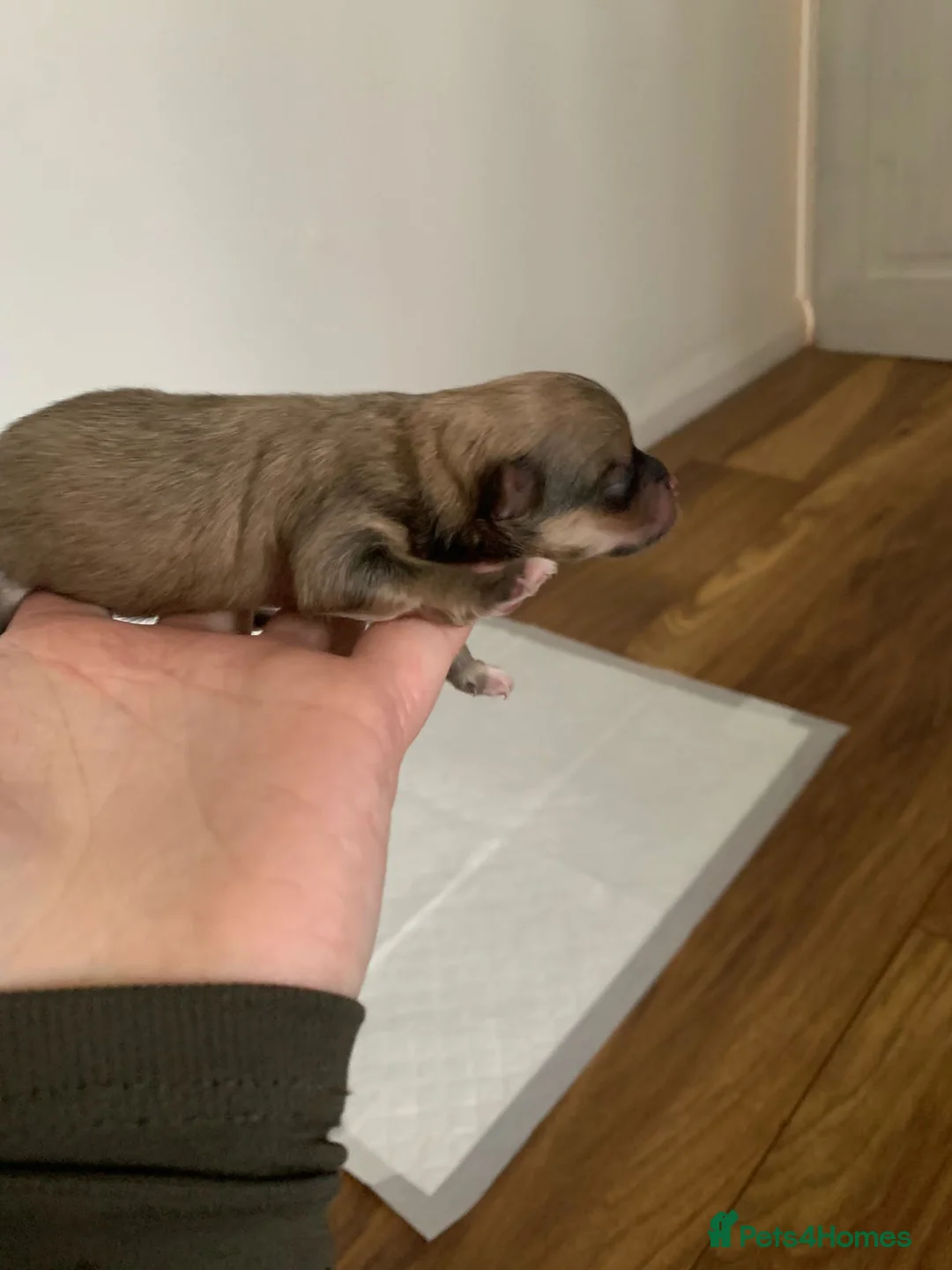 Pomeranian dogs for stud: Rocket Pomeranian stud  in Romford - Advert 21