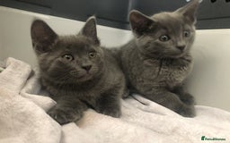 Mixed Breed cats for sale: Super gorgeous Russian blue kittens ready to go - Image 3