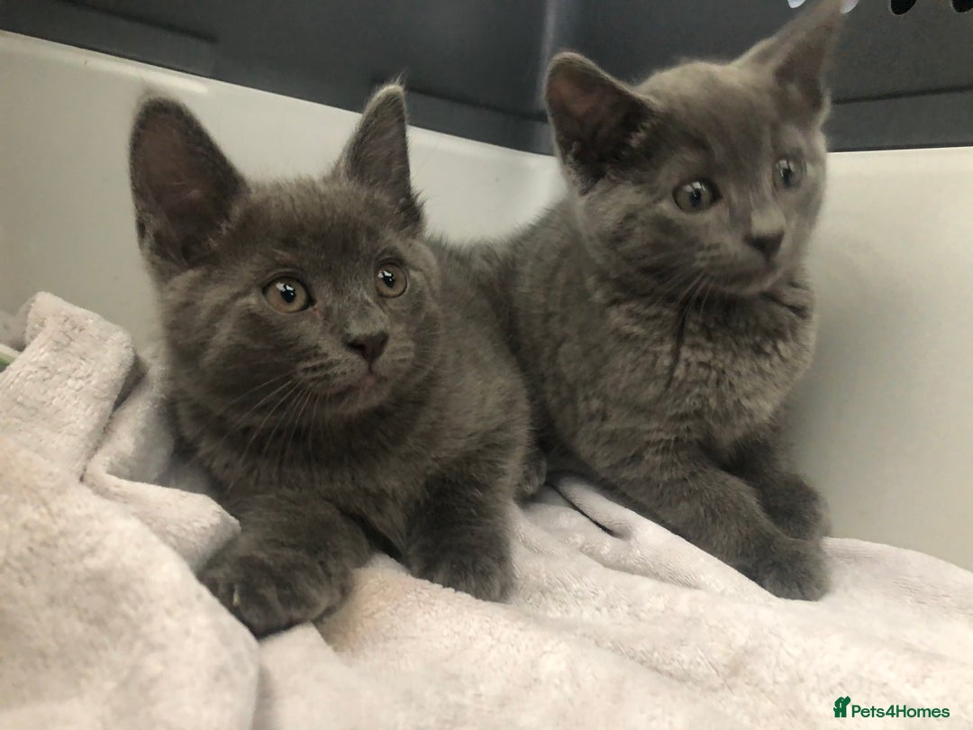 Mixed Breed cats for sale: Super gorgeous Russian blue kittens ready to go - Image 3