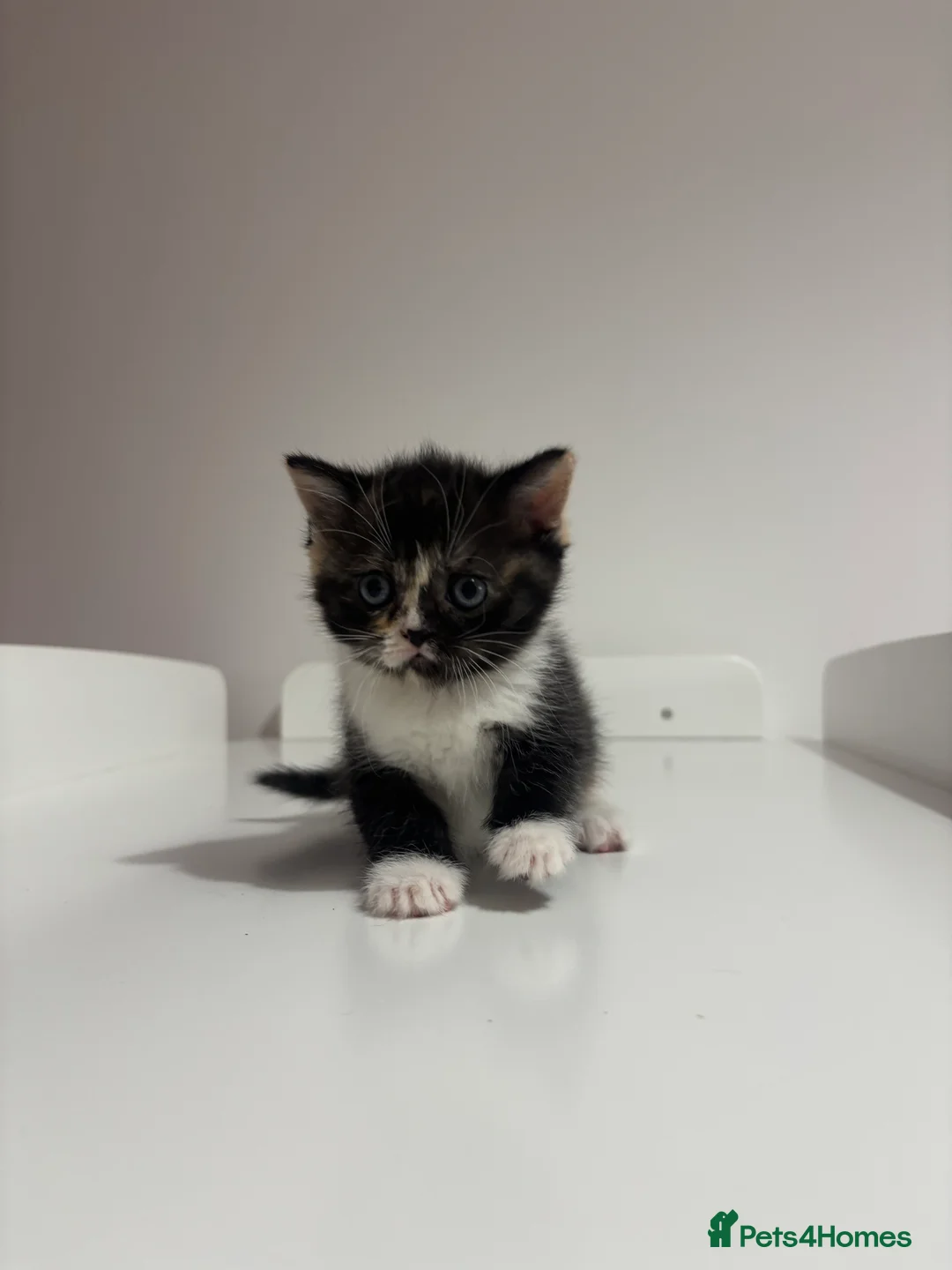 Scottish Fold cats for sale: Scottish fold straight and folded ears - Advert 15