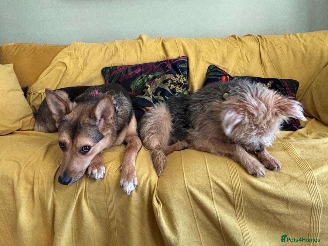 Mixed Breed dogs for adoption: Efa 🐾 would love a doggy sibling - Advert 10