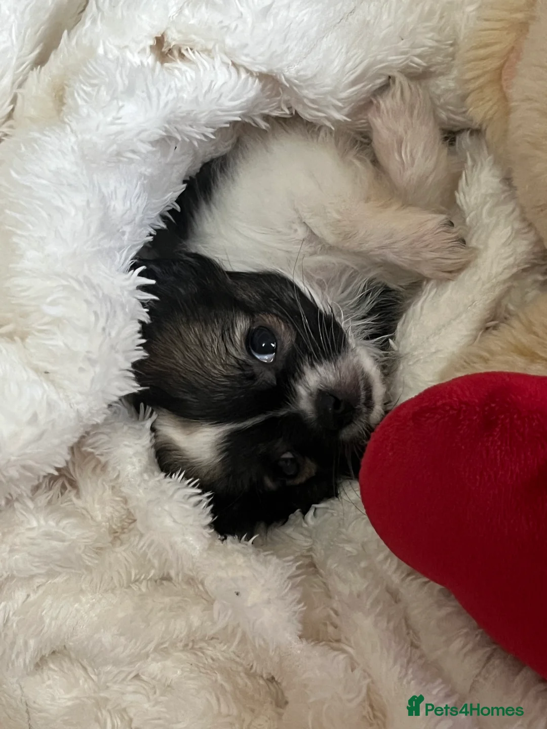 Chihuahua dogs for sale: long haired chihuahua puppy - Advert 5