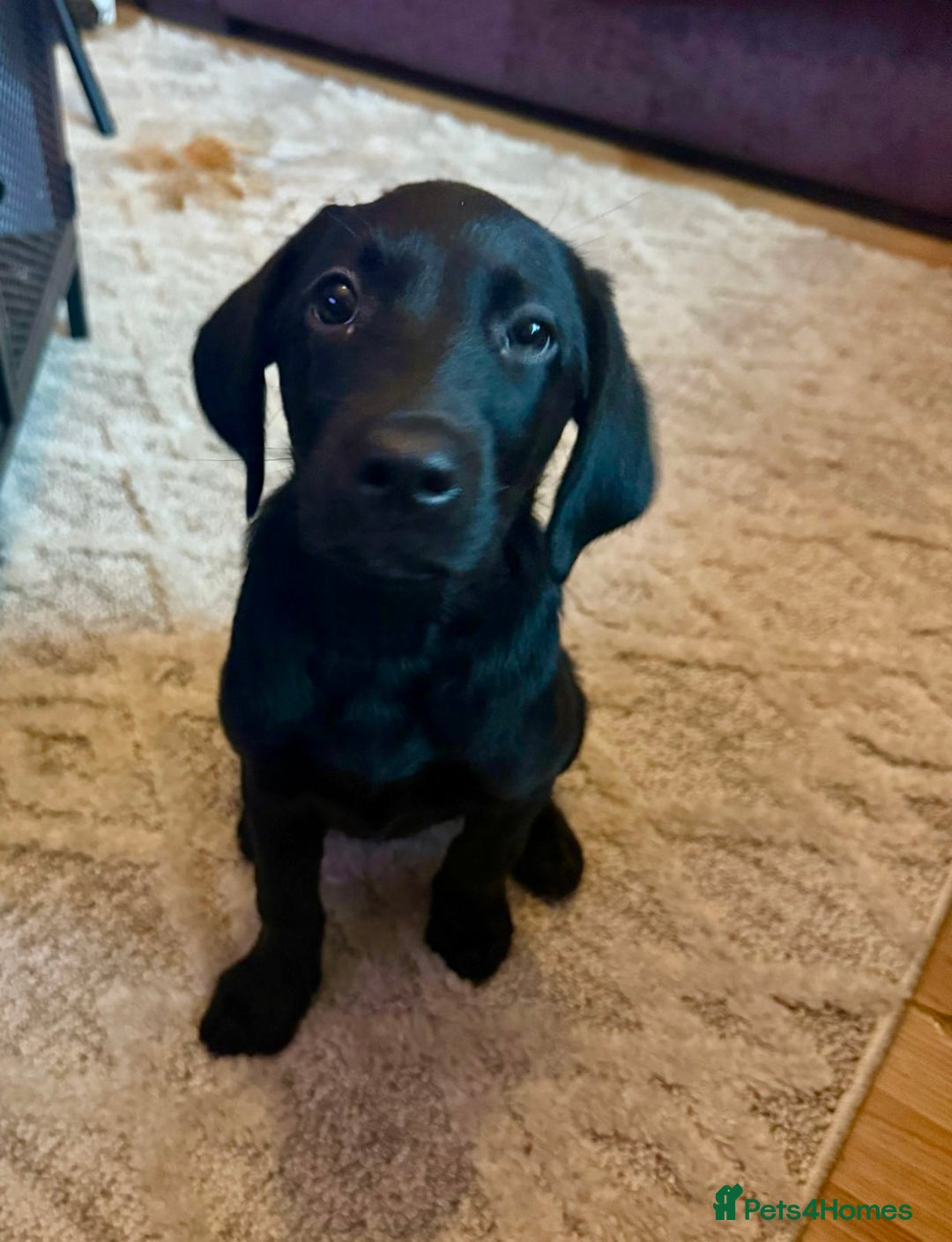 Labrador Retriever dogs for sale: Black female labrador - Image 2