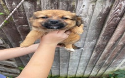 Mixed Breed dogs for sale: Jack Russell cross Pomeranian puppys  - Image 4