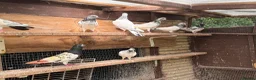 Pigeons birds for sale: Pakistani high flyers for sale  - Advert 11