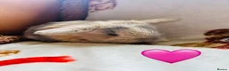 Mixed Breed rabbits for sale: Rabbits ready for homes now  - Advert 5