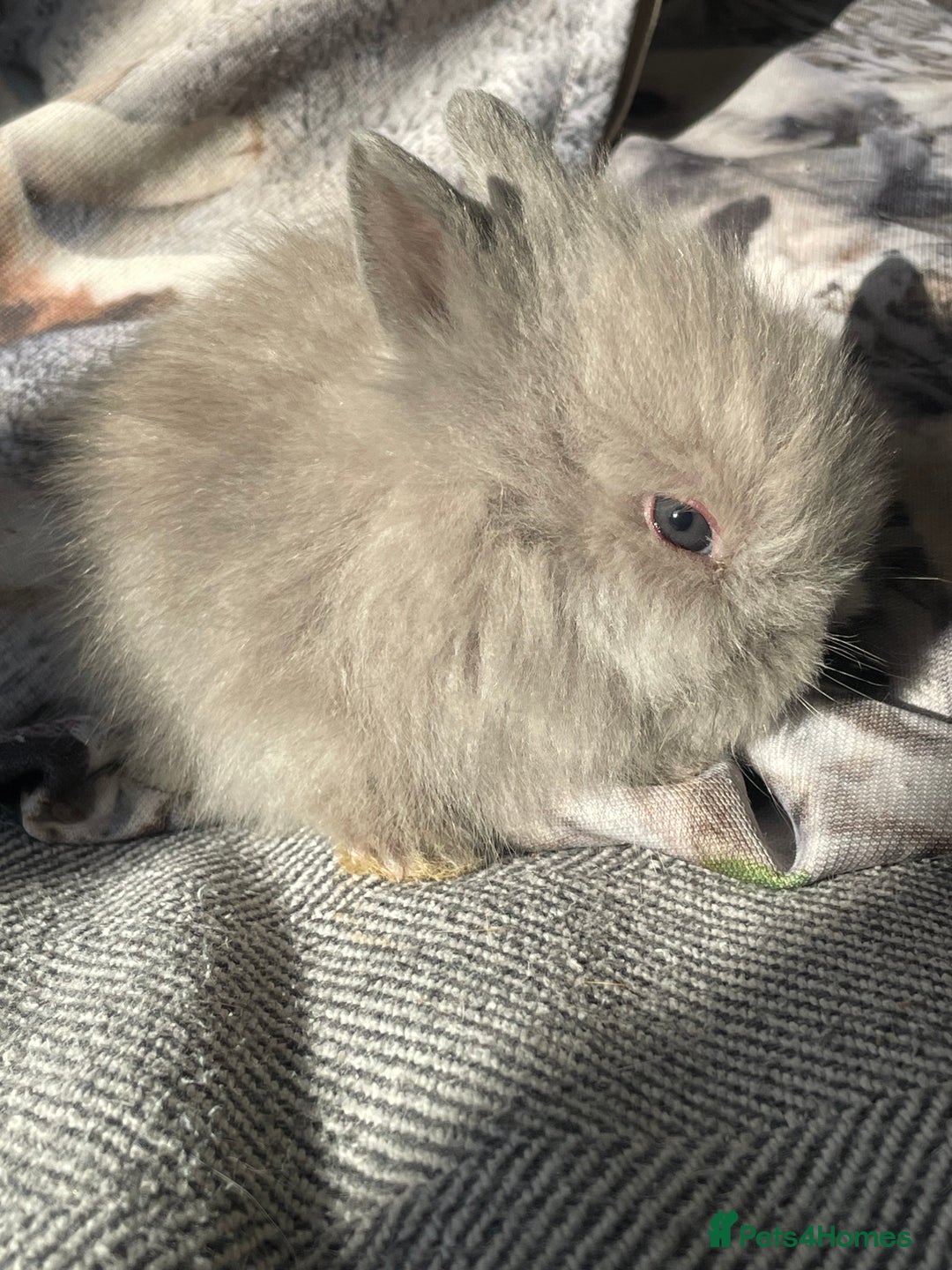 Lionhead rabbits for sale: One male left. Blue eyes. Orange and white - Image 3