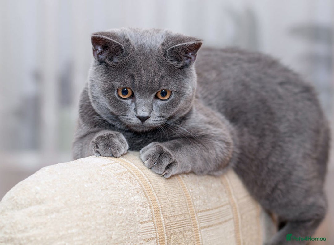 Mixed Breed cats for sale: Miss Susona  - Image 4