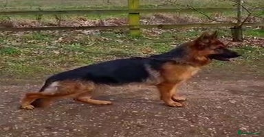 German Shepherd dogs - Advert 3