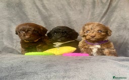 Cockapoo dogs for sale: F1 PRA CLEAR Cockapoo puppies  - Image 2