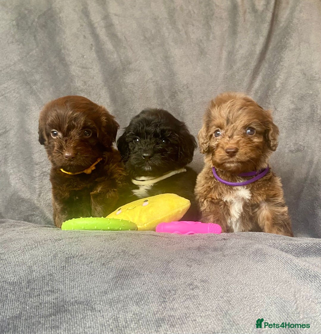 Cockapoo dogs for sale: F1 PRA CLEAR Cockapoo puppies  - Image 2