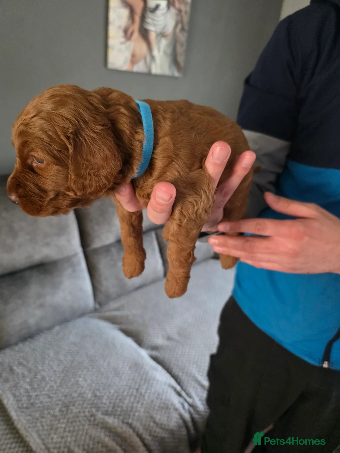 Cockapoo dogs for sale: Stunning F1b cockapoo Puppies in Winsford - Advert 21