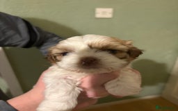 Shih Tzu dogs for sale: Beautiful Shitzu puppies  - Image 3
