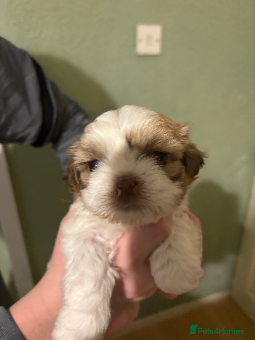 Shih Tzu dogs for sale: Beautiful Shitzu puppies  - Image 3