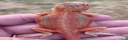 Bearded Dragon reptiles for sale: Bearded Dragon 5* Licensed Breeder Red Orange Blue in Castle Cary - Advert 2