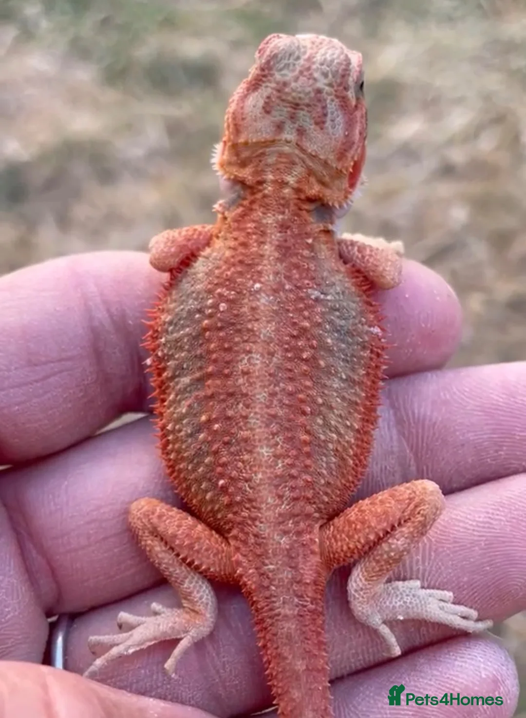 Bearded Dragon reptiles for sale: Bearded Dragon 5* Licensed Breeder Red Orange Blue in Castle Cary - Advert 2