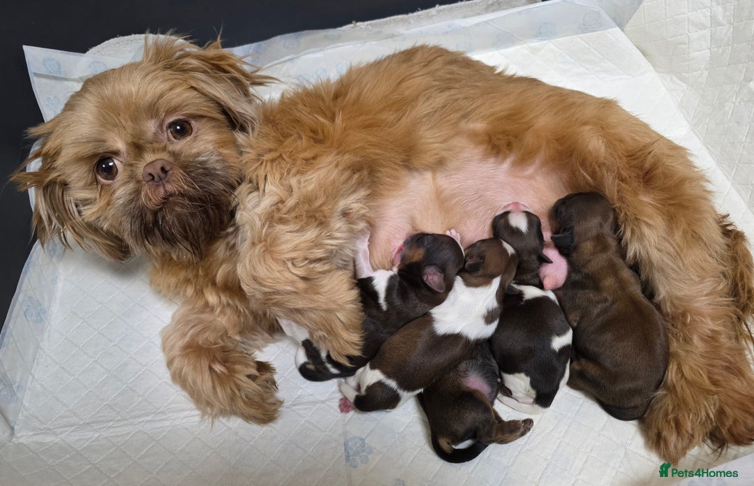 Shih Tzu dogs for sale: LOVELY SHIH TZU PUPPIES LIVER GENE  - Advert 16