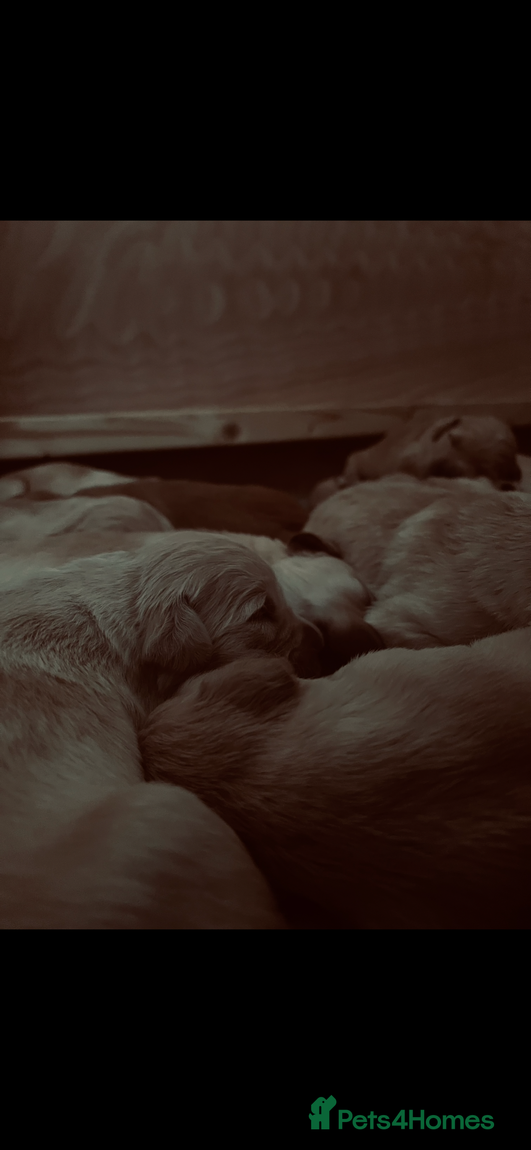 Golden Retriever dogs for sale: Beautiful KC Registered Golden Retrievers - Image 2
