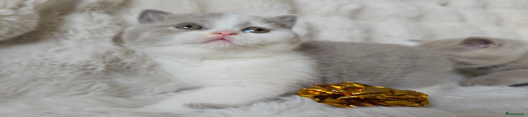 British Shorthair Kitten 6