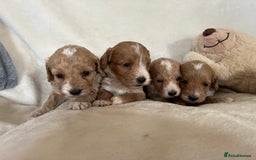 Cockapoo dogs for sale: Cockapoo puppies - DNA Health test clear  - Image 14