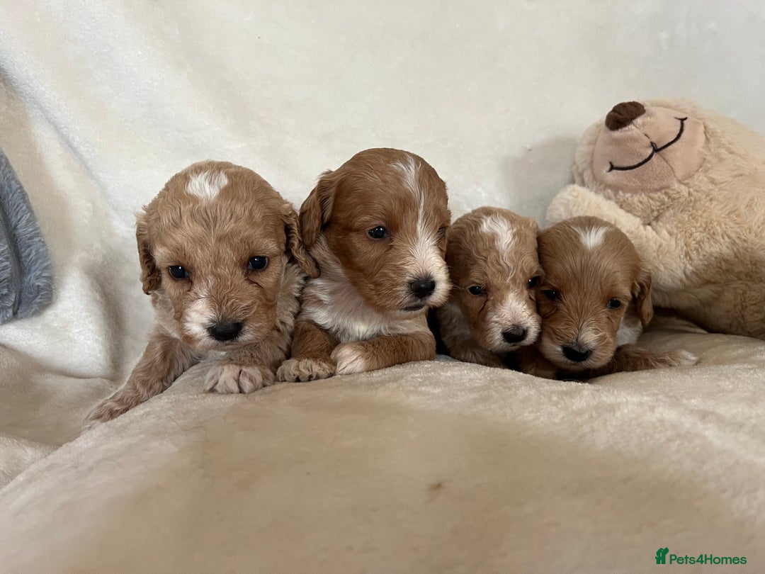 Cockapoo dogs for sale: Cockapoo puppies - DNA Health test clear  - Image 14